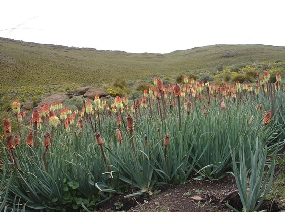 Kniphofia caulescens biodiverse segregation